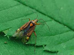 Attēlu rezultāti vaicājumam “Rhabdomiris striatellus imago”