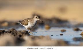 Attēlu rezultāti vaicājumam “Actitis hypoleucos adult”