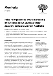 Attēlu rezultāti vaicājumam “Sphacelotheca hydropiperis”