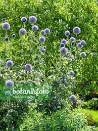 Attēlu rezultāti vaicājumam “Echinops sphaerocephalus flower”