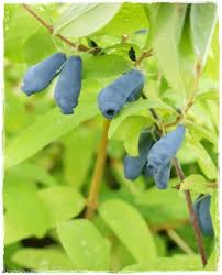Attēlu rezultāti vaicājumam “Helianthemum nummularium fruit”