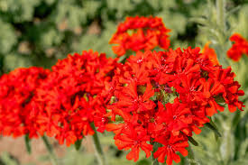 Attēlu rezultāti vaicājumam “Silene chalcedonica fruit”