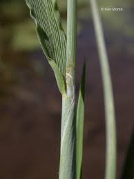 Attēlu rezultāti vaicājumam “Alopecurus aequalis flower”