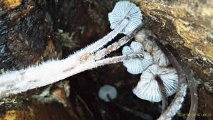 Attēlu rezultāti vaicājumam “Mycena amicta”