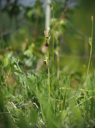 Attēlu rezultāti vaicājumam “Ophrys insectifera”