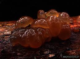 Attēlu rezultāti vaicājumam “Exidia saccharina”