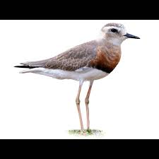 Image result for Charadrius asiaticus