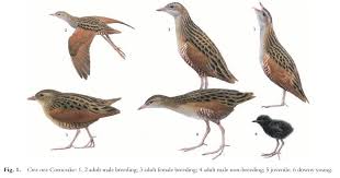 Attēlu rezultāti vaicājumam “Crex crex adult”