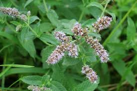 Attēlu rezultāti vaicājumam “Mentha longifolia flower”
