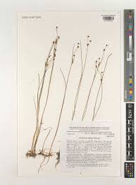 Attēlu rezultāti vaicājumam “Juncus alpinoarticulatus”