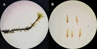 Attēlu rezultāti vaicājumam “Bryum neodamense macro”