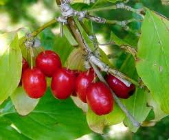 Attēlu rezultāti vaicājumam “Cornus mas fruit”