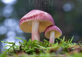 Attēlu rezultāti vaicājumam “Tricholomopsis rutilans”