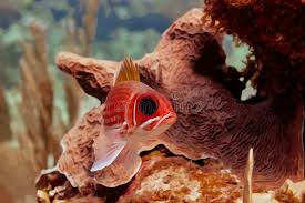 Image result for Holocentrus adscensionis