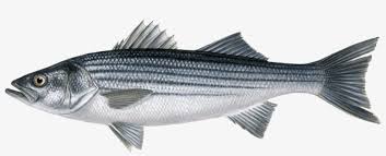 Image result for Morone saxatilis