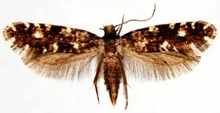 Attēlu rezultāti vaicājumam “Nemapogon cloacella”