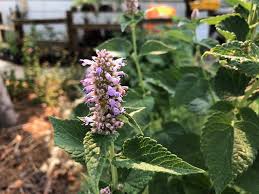 Attēlu rezultāti vaicājumam “Hyssopus officinalis flower”