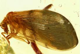 Attēlu rezultāti vaicājumam “Hemerobiidae”