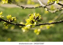 Attēlu rezultāti vaicājumam “Ulmus glabra flower”