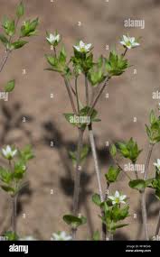 Attēlu rezultāti vaicājumam “Arenaria serpyllifolia flower”