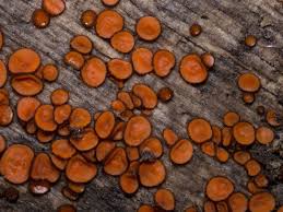 Attēlu rezultāti vaicājumam “Scutellinia scutellata”