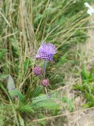 Attēlu rezultāti vaicājumam “Succisa pratensis flower”