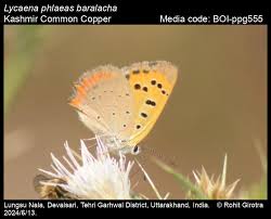 Attēlu rezultāti vaicājumam “Lycaena phlaeas underside”