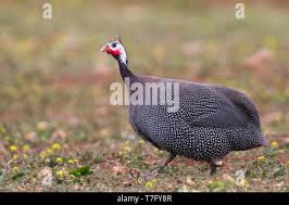 Attēlu rezultāti vaicājumam “Numida meleagris adult”