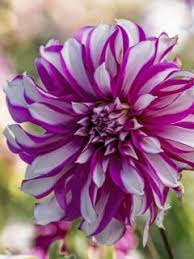 Image result for Dahlia Darkarin`