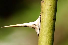 Attēlu rezultāti vaicājumam “Carex chordorhiza”