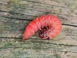 Attēlu rezultāti vaicājumam “Caenolyda reticulata”