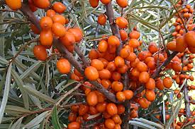 Attēlu rezultāti vaicājumam “Magnolia kobus fruit”