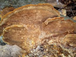 Attēlu rezultāti vaicājumam “Phellinus chrysoloma”