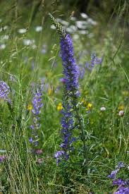 Image result for Campanula spicata