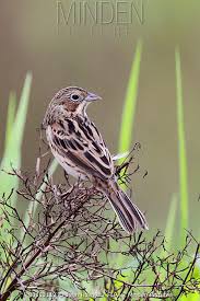 Image result for Emberiza fucata