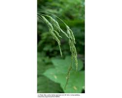 Attēlu rezultāti vaicājumam “Cinna latifolia”