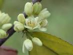 Salicaceae <b>Casearia</b> arguta