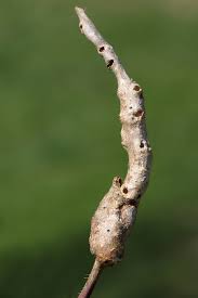 Attēlu rezultāti vaicājumam “Lasioptera rubi”