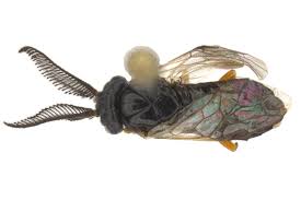 Attēlu rezultāti vaicājumam “Neodiprion sertifer”