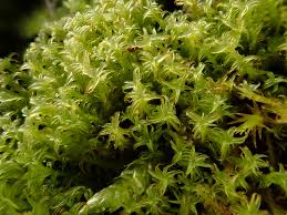 Attēlu rezultāti vaicājumam “Didymodon fallax var. brevifolius”