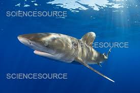 Image result for Carcharhinus longimanus