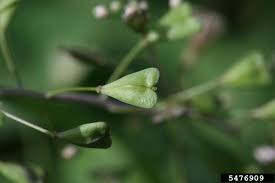 Attēlu rezultāti vaicājumam “Capsella bursa-pastoris bud”