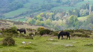 Image result for Porlock Vale Riding School