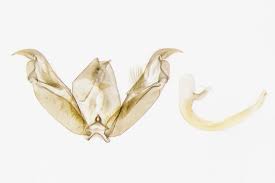 Attēlu rezultāti vaicājumam “Stenoptilia pterodactyla”