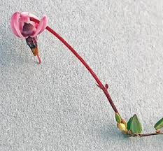 Attēlu rezultāti vaicājumam “Oxycoccus microcarpus”