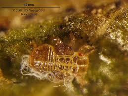 Attēlu rezultāti vaicājumam “Psylla alni nymph”