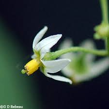 Attēlu rezultāti vaicājumam “Solanum nigrum flower”