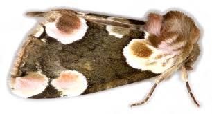 Attēlu rezultāti vaicājumam “Drepanidae”