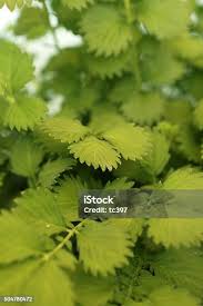 Attēlu rezultāti vaicājumam “Agrimonia pilosa leaf”