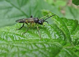 Attēlu rezultāti vaicājumam “Tenthredo scrophulariae exuvia”